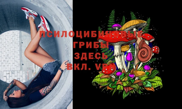 прущие грибы Абаза
